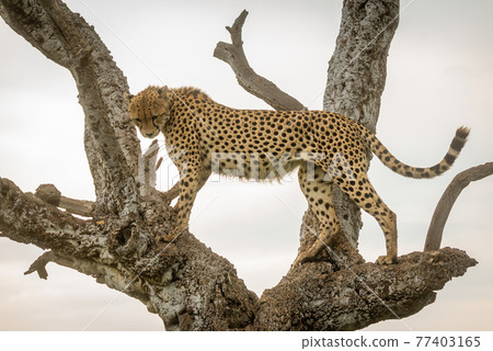 Cheetah standing in old tree looking down 77403165