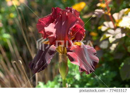 German iris wine red 77403317