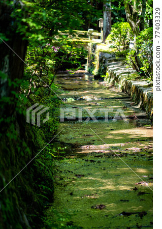 A stream with green reflection 77403329