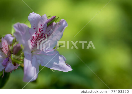 White azalea flower 77403330