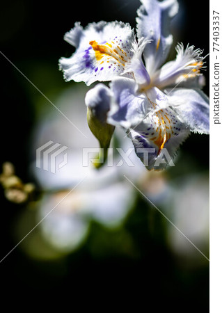 Macro shooting of butterflies 77403337