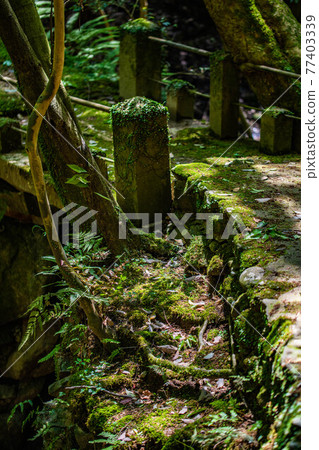 Mossy path 77403339