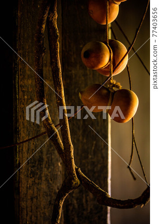 Hanging gourd 77403656