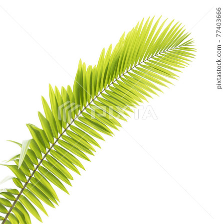 Green palm leaves with water drops isolated on white background 77403666
