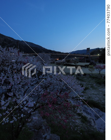 日本最大的木橋，南木曾町的桃之助橋 77403790
