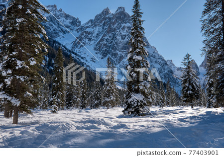 Winter woods 77403901