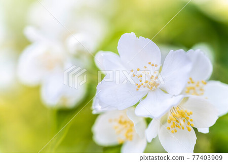 White bridal wreath flower 77403909
