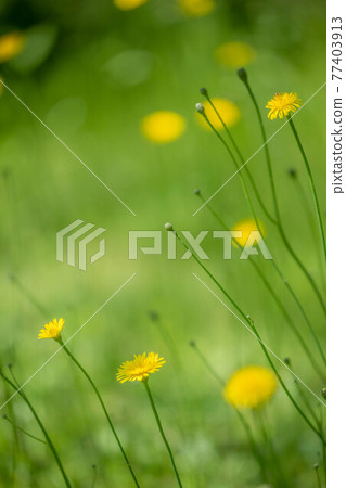 Western dandelion blooming in the field 77403913
