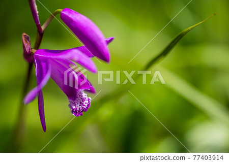 Macro photography of silane 77403914