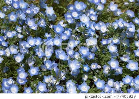 Nemophila Menzies 77403929