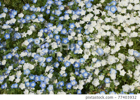 Blue and white nemophila Blue and white nemophila 77403932
