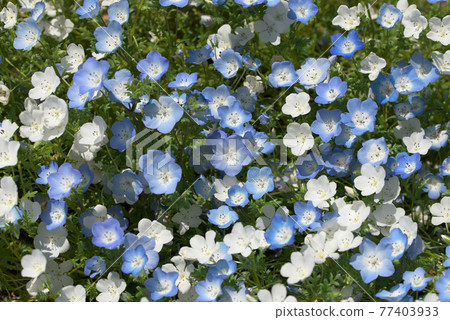 Blue and white nemophila Blue and white nemophila 77403933