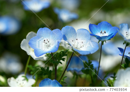 Nemophila Menzies Nemophila Menzies 77403934