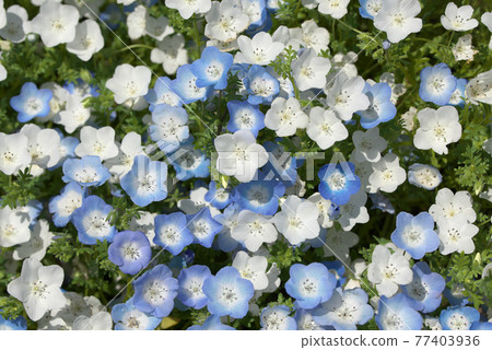 藍色和白色的nemophila 藍色和白色的nemophila 77403936