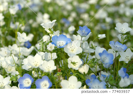 藍色和白色的nemophila 藍色和白色的nemophila 77403937