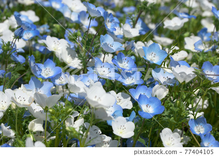 藍色和白色的nemophila 藍色和白色的nemophila 77404105