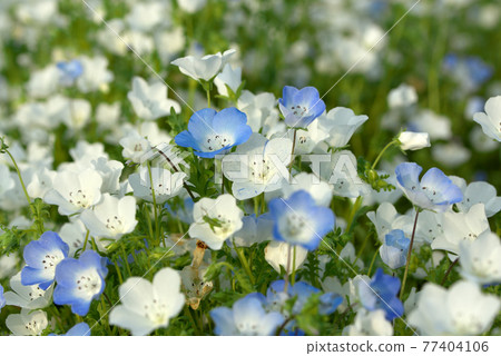 藍色和白色的nemophila 77404106