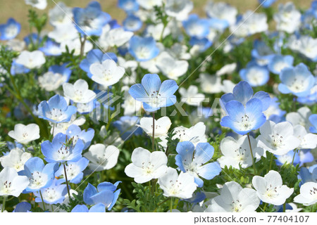 藍色和白色的nemophila 77404107