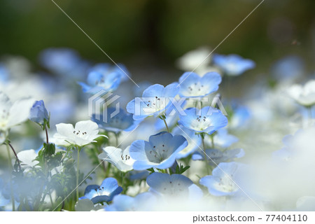 藍色和白色的nemophila 藍色和白色的nemophila 77404110