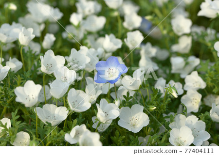 Blue and white nemophila Blue and white nemophila 77404111