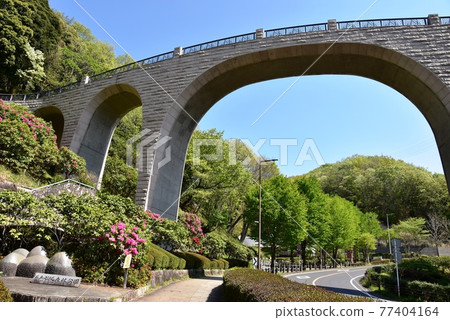Kanagawa Prefectural Nanasawa Forest Park Forest Kakehashi, Fresh Green and Rhododendron Flowers 77404164