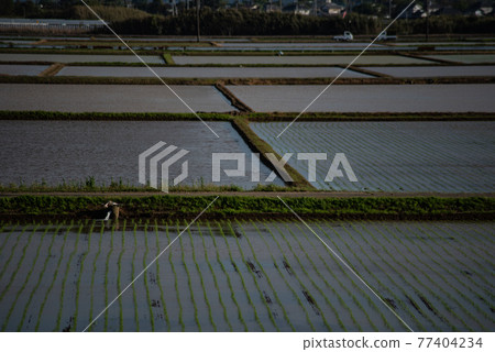 水稻種植後的稻田平行版 水稻種植後的稻田平行版 77404234