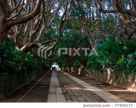 Trees overgrown on the path in front of Sakatsura Isozaki Shrine Trees overgrown on the path in front of Sakatsura Isozaki Shrine 77404237