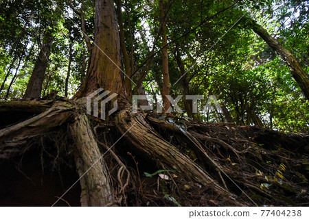 Low angle of a large tree that firmly roots Low angle of a large tree that firmly roots 77404238