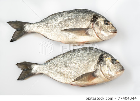Fresh dorada 77404344