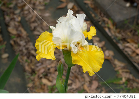 German iris white and yellow German iris white and yellow 77404381