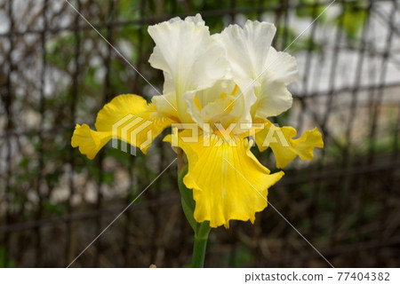 German iris white and yellow 77404382