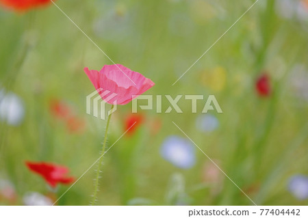 粉紅色開花在花園裡 粉紅色開花在花園裡 77404442
