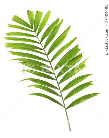 Palm leaf isolated on white background Palm leaf isolated on white background 77404499