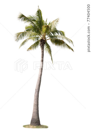Coconut tree isolated on white background Coconut tree isolated on white background 77404500