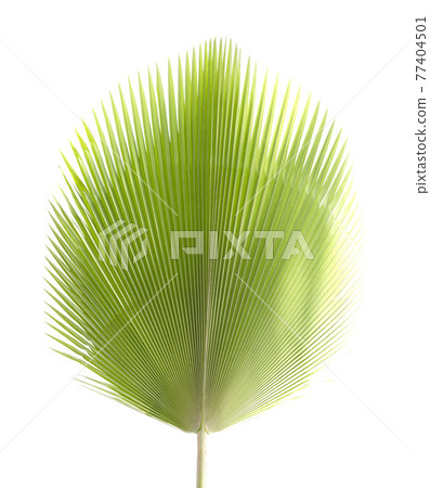 Fiji fan palm leaf isolated on white background Fiji fan palm leaf isolated on white background 77404501