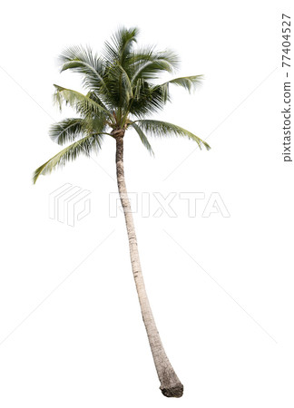 Coconut tree isolated on white background 77404527