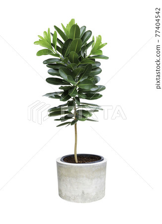 plant, tree, isolated, young, leaf, green, environment, nature, white, botany, small, natural, ecology, growth, agriculture, branch, spring, life, background, organic, gardening, fresh, development, plant, tree, isolated, young, leaf, green, environment, nature, white, botany, small, natural, ecology, growth, agriculture, branch, spring, life, background, organic, gardening, fresh, development, 77404542
