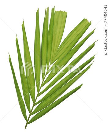 Palm leaves isolated on white background Palm leaves isolated on white background 77404543