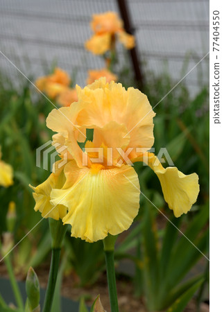 German iris yellow German iris yellow 77404550