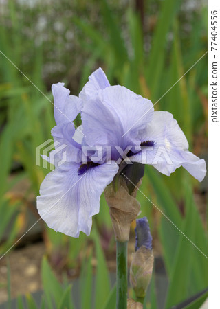 德國鳶尾藍 77404556