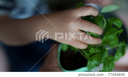 嬰兒手採摘菜園裡種植的羅勒 77404640