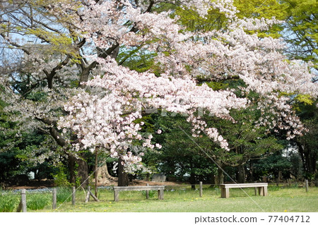 前岩崎住宅花園的櫻花盛開 前岩崎住宅花園的櫻花盛開 77404712