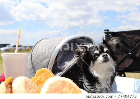 Please give me a hamburger! Chihuahua Please give me a hamburger! Chihuahua 77404778