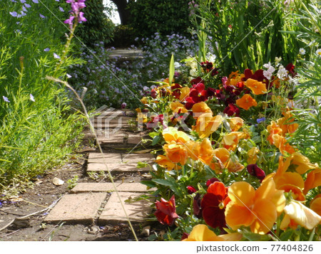 Inagi Central Park Flowerbed Inagi Central Park Flowerbed 77404826