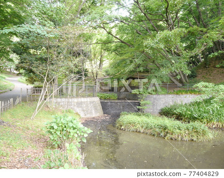 Inagi Central Park Pond and Fresh Green Inagi Central Park Pond and Fresh Green 77404829