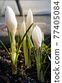 White crocuses in garden 77405084