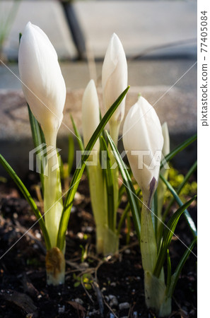 White crocuses in garden 77405084