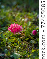 Marguerite flowers in green grass in garden 77405085