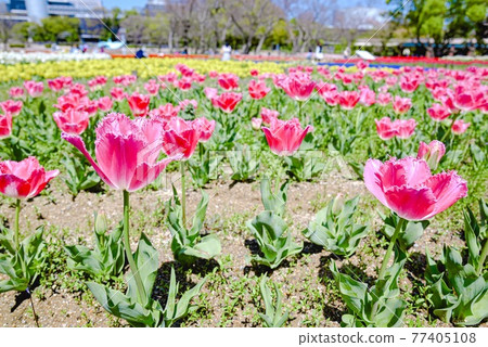 Tulip field Tulip field 77405108