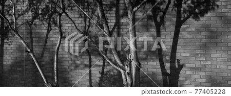 Background material: The shadow of a tree reflected in a brick block Background material: The shadow of a tree reflected in a brick block 77405228